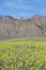 Mountain view and spectacular desert gold and various spring flowers south of Furnace Creek in Death Valley National Park, CA