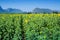 Mountain View and Yellow field of sunflowers and bright blue sky