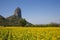 Mountain View and Yellow field of sunflowers and bright blue sky