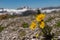 Mountain Views in Cascade Canyon of the Teton Crest Trail in Summer