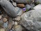 Mountain violet flower lost among the stones