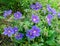 Mountain violet flowers in summer