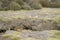 Mountain Viscacha on the Altiplano of Northern Chile