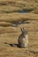 Mountain Viscacha in Lauca National Park in Chile