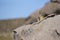 Mountain Viscacha in Lauca National Park, Chile