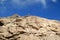 Mountain Viscacha resting on the rocky hill under vivid blue sky of the arid desert of Potosi department, Bolivia, South America