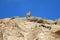 Mountain Viscacha Sitting on a Rocky Hill against Vivid Blue Sky of the Arid Desert of Andean Plateau in Potosi, Bolivia