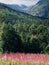 Mountain vista with pink fireweed in Norway