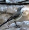 Mountain wagtail (Motacilla clara) looking for worms on the ground : (pix Sanjiv Shukla)