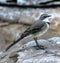 Mountain wagtail (Motacilla clara) looking for worms on the ground : (pix Sanjiv Shukla)