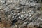 Mountain wall with seagulls nesting.