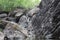 Mountain waterfall. Mountain river among gray huge boulders in the middle of a dense forest