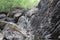 Mountain waterfall. Mountain river among gray huge boulders in the middle of a dense forest