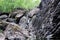 Mountain waterfall. Mountain river among gray huge boulders in the middle of a dense forest