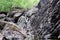 Mountain waterfall. Mountain river among gray huge boulders in the middle of a dense forest