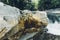 Mountain waterfall in the rocks in the forest. Picturesque lands