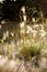 Mountain wheat and black-eyed susans