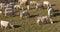 Mountain white cows on field 4k vall de nuria spain