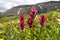 Mountain Wild Flowers Colorado