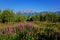 Mountain wild flowers with the grand tetons mountain range in the back ground