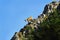 Mountain wild goat on ridge