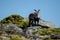 Mountain wild goat standing still on a rock. Capra pyrenaica lusitanica. Portugal.