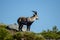 Mountain wild goat standing still on a rock. Capra pyrenaica lusitanica. Portugal.