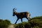 Mountain wild goat walking. Capra pyrenaica lusitanica. Portugal.