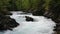 Mountain wild river flowing through the green forest