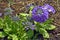 Mountain Wild violet flowers in springtime. Annapurna national park.