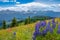 Mountain Wildflowers