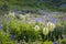 Mountain wildflowers, blue Lupine, Western pasque flower, red pa