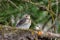 Mountain wildlife. Chick of throstle on a larch.