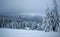 Mountain winter pine forest in cloudy foggy weather