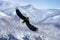 Mountain winter scenery with bird. Steller`s sea eagle, flying bird of prey, with blue sky in background, Hokkaido, Japan. Eagle