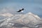 Mountain winter scenery with bird. Steller`s sea eagle, flying bird of prey, with blue sky in background, Hokkaido, Japan. Eagle w