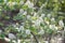 Mountain witch alder Fothergilla major, white flowering bush