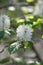 Mountain witch alder Fothergilla major, white flowers