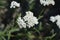 Mountain Yarrow