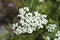 Mountain Yarrow