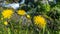 Mountain yellow dandelions flowers