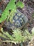 Mountain Yuhor Jagodina turtle in its habitat closeup