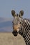 Mountain Zebra