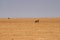 Mountain zebra in desert