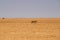 Mountain zebra in desert
