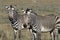 Mountain Zebra, Equus zebra hartmannae