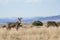 Mountain zebra grazing in the karoo