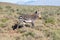 Mountain Zebra in Karoo NP
