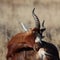 Mountain Zebra National Park, South Africa: blesbok