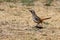 Mountain Zebra National Park, South Africa: Cape-robin chat